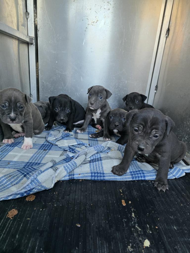 Enlarge Valentine, a Adoptable mixed breed in Livingston, LA image 5/6