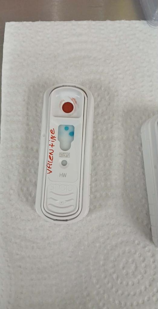 Enlarge Valentine, a Adoptable mixed breed in Livingston, LA image 6/6