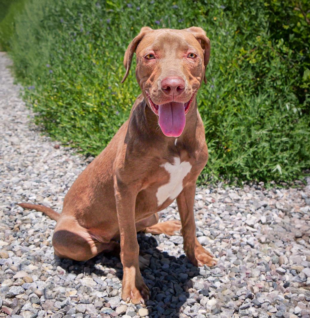 Yummy Ms Yari ~ FUN on 4 Paws !