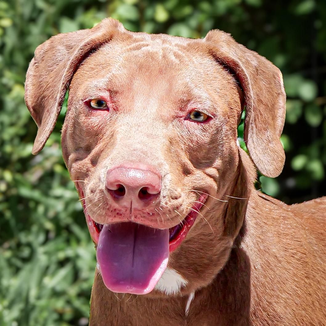 Yummy Ms Yari ~ FUN on 4 Paws !