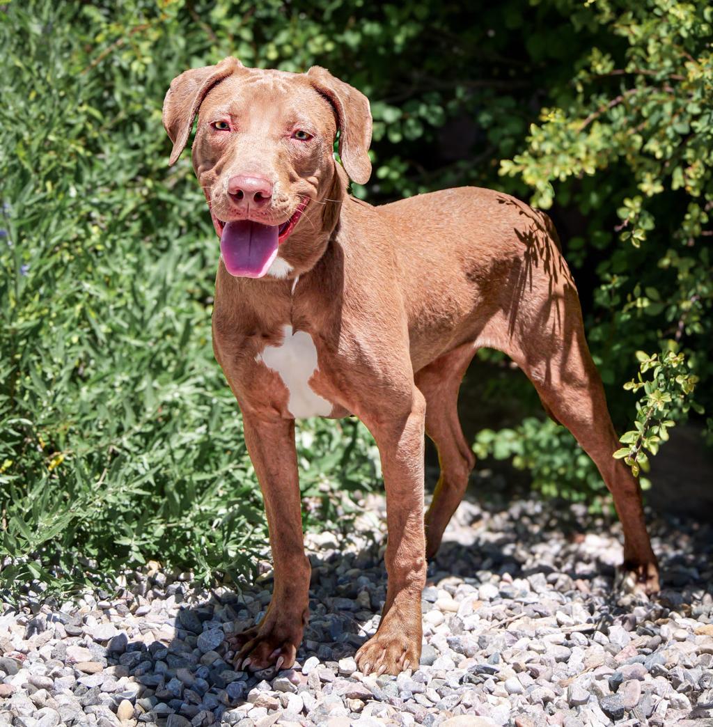 Yummy Ms Yari ~ FUN on 4 Paws !