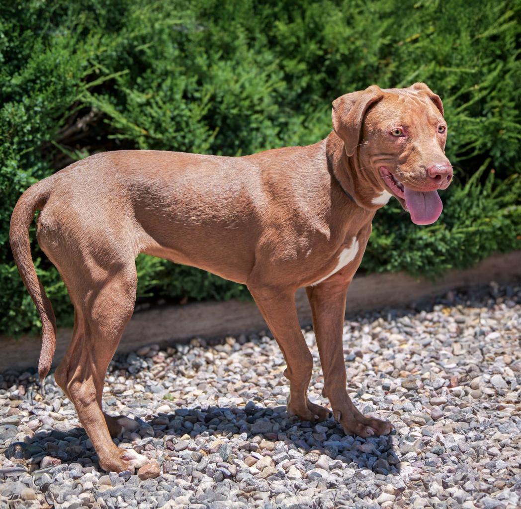 Yummy Ms Yari ~ FUN on 4 Paws !