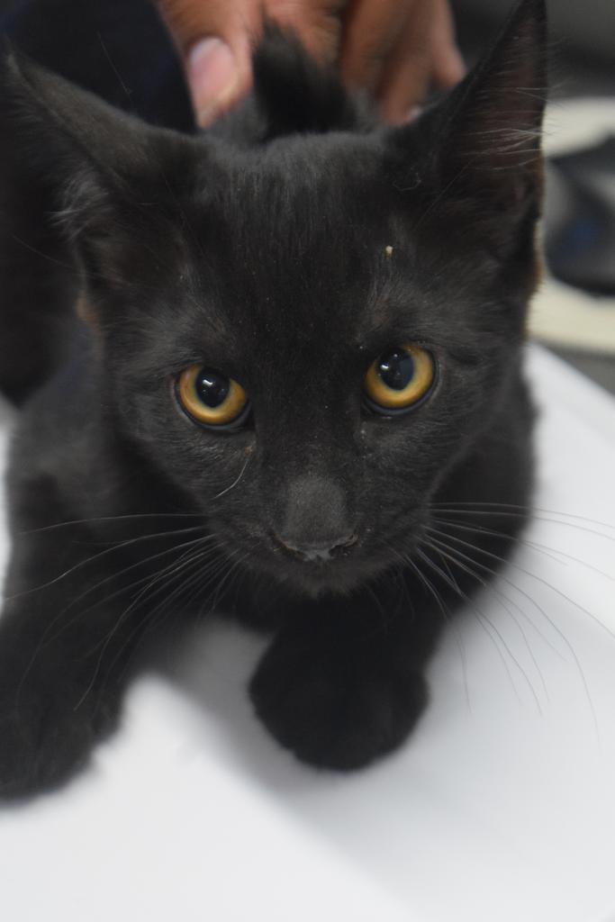 Enlarge Raven (Daisy May K3), a Adoptable mixed breed in Pahrump, NV image 1/1