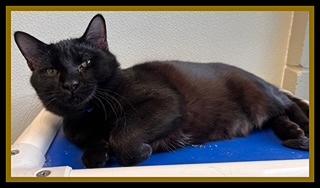 LLEWELLYN, Adoptable, Young Male Domestic Short Hair.
