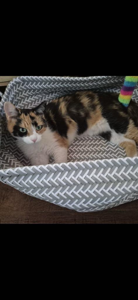 Citrine, Adoptable, Young Female Calico.