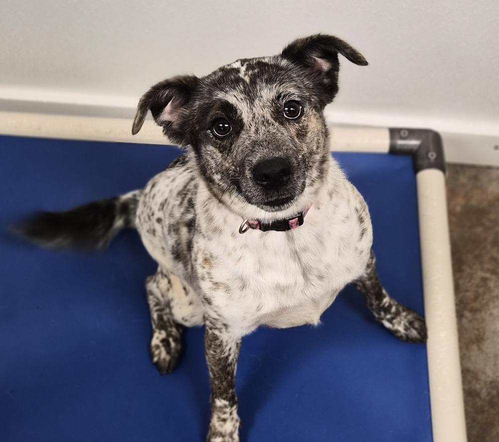 Miss Maxine, Adoptable, Young Female Australian Cattle Dog / Blue Heeler & Terrier.