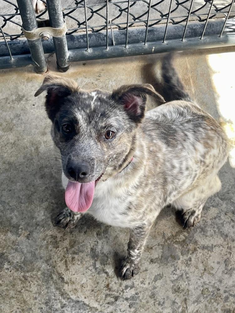 Miss Maxine, a Adoptable mixed breed in Bolivar, MO image 1/3