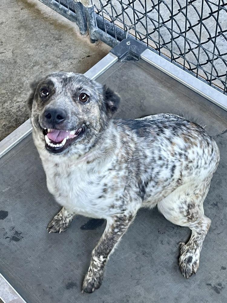 Enlarge Miss Maxine, a Adoptable mixed breed in Bolivar, MO image 2/2