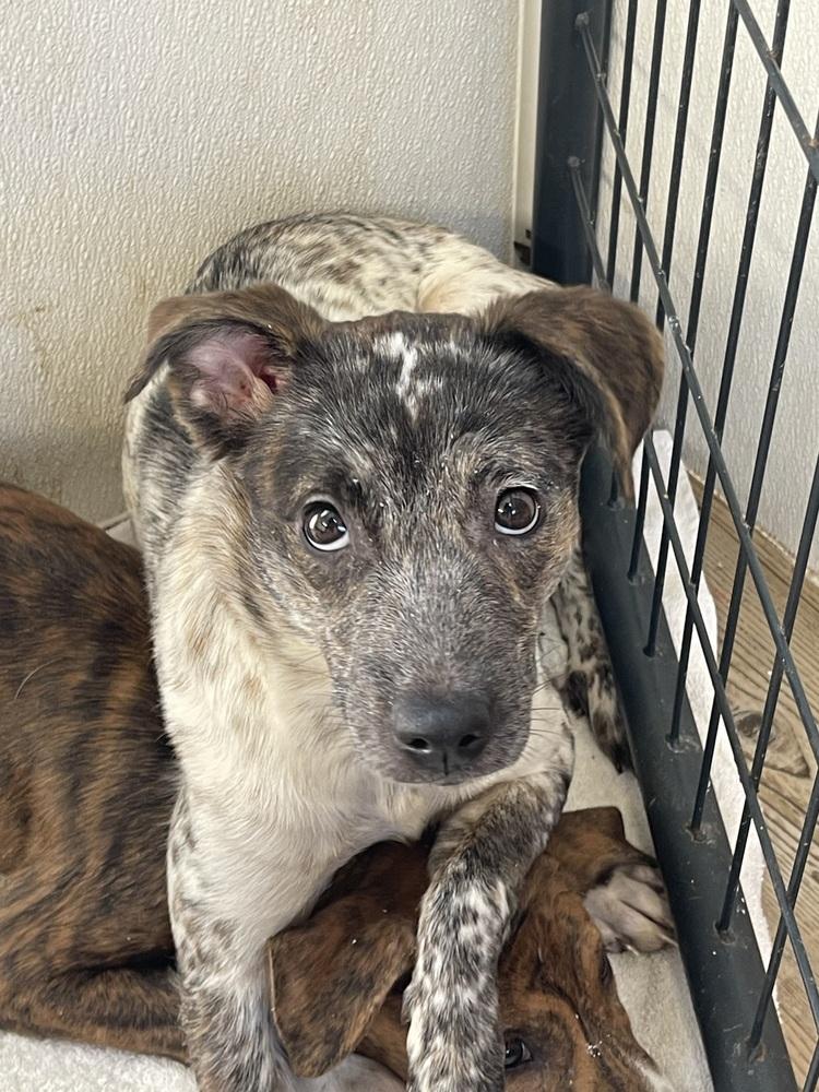 Enlarge Miss Maxine, a Adoptable mixed breed in Bolivar, MO image 2/2