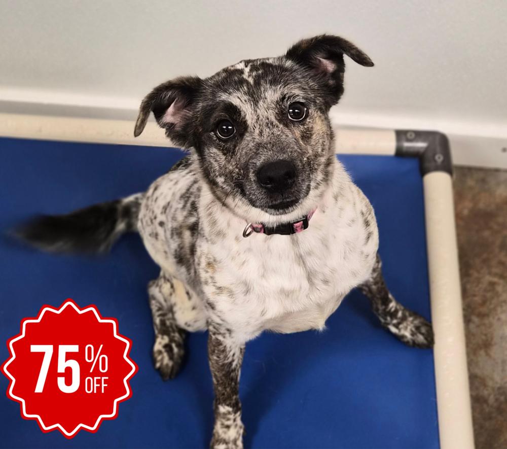 Miss Maxine, a Adoptable mixed breed in Bolivar, MO image 5/5