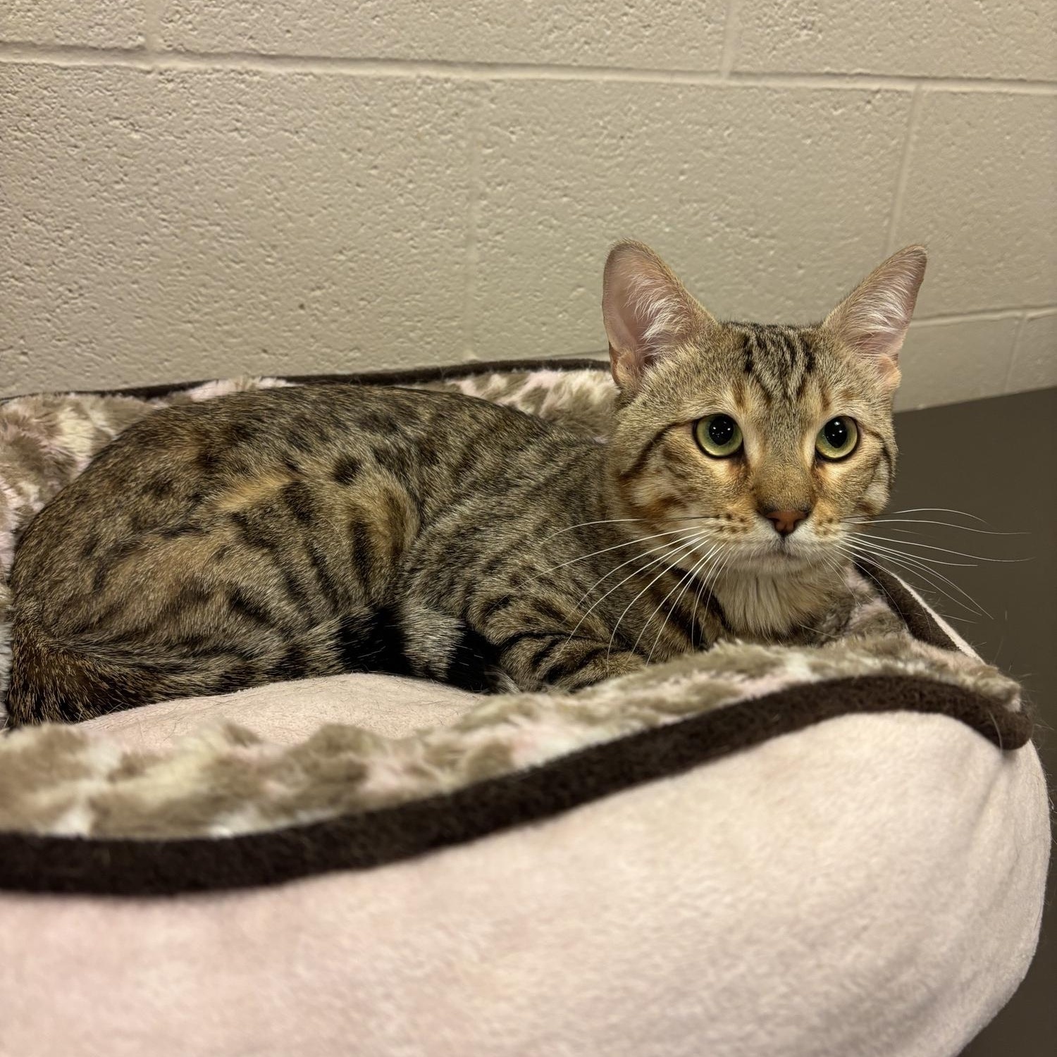 Enlarge Cashew CS-098/26, an adopted mixed breed in Burlington, ON image 1/2