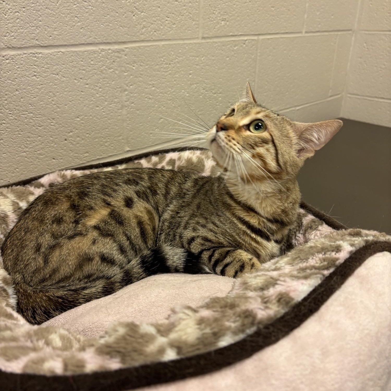 Enlarge Cashew CS-098/26, an adopted mixed breed in Burlington, ON image 2/2