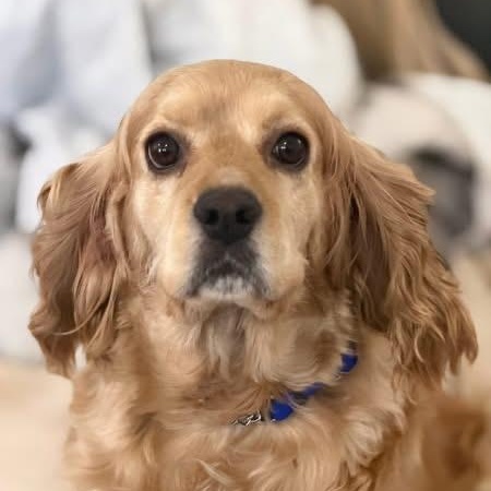 PIPPA, ADOPTABLE, Adult Female Cocker Spaniel.