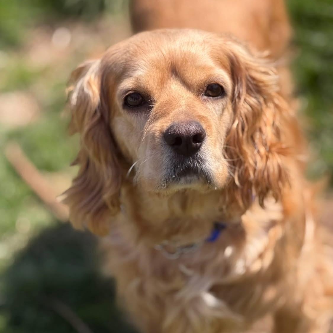 Enlarge PIPPA, a ADOPTABLE Cocker Spaniel in Schnecksville, PA image 3/4