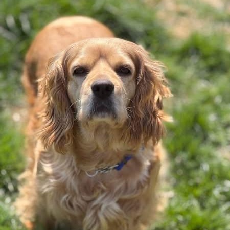 Enlarge PIPPA, a ADOPTABLE Cocker Spaniel in Schnecksville, PA image 2/4