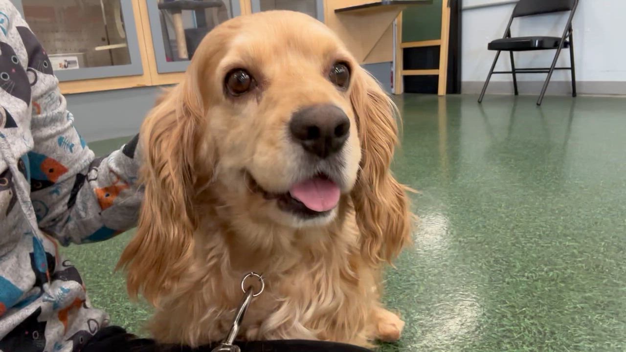 Enlarge PIPPA, a ADOPTABLE Cocker Spaniel in Schnecksville, PA video 4/4