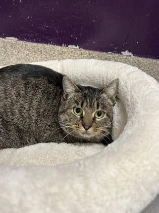 Jasmine, a Adoptable mixed breed in Scotia, NY image 1/3