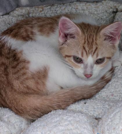 Enlarge Wally, a ADOPTABLE mixed breed in Bedford, IN image 1/1