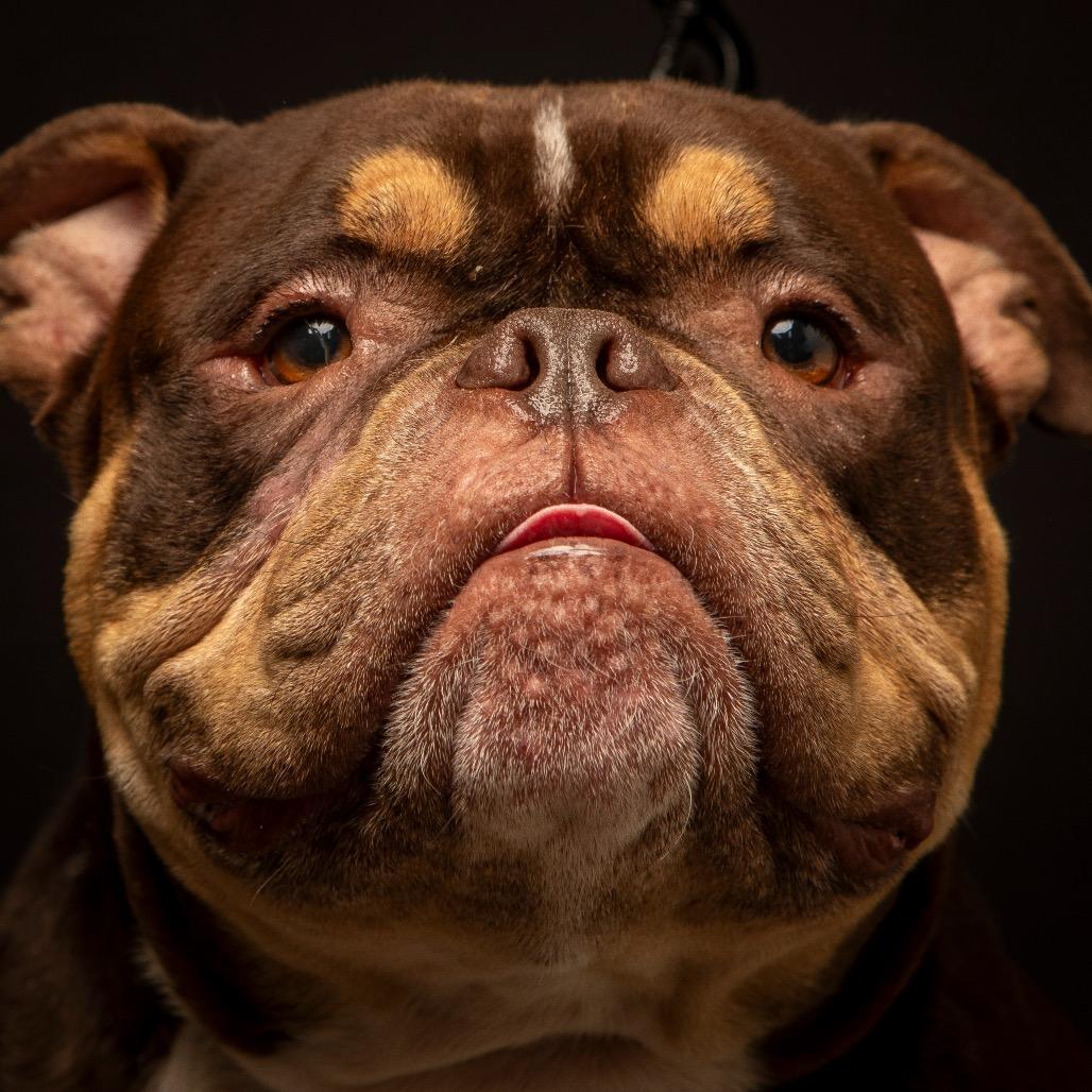 Enlarge Brisket, a Adoptable English Bulldog in Lauderhill, FL image 1/5