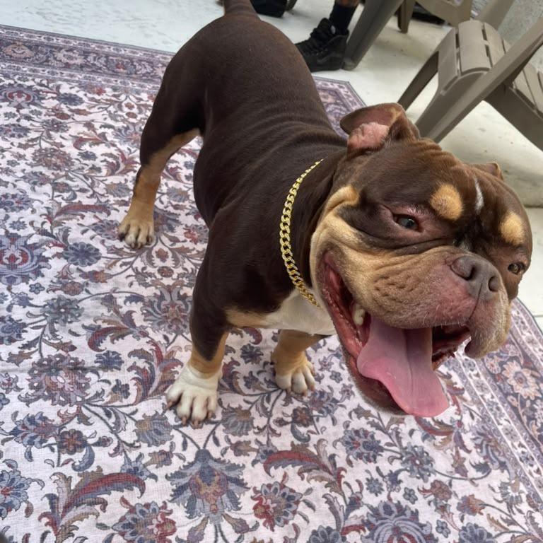Enlarge Brisket, a Adoptable English Bulldog in Lauderhill, FL image 2/5