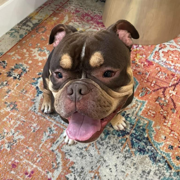 Enlarge Brisket, a Adoptable English Bulldog in Lauderhill, FL image 3/5