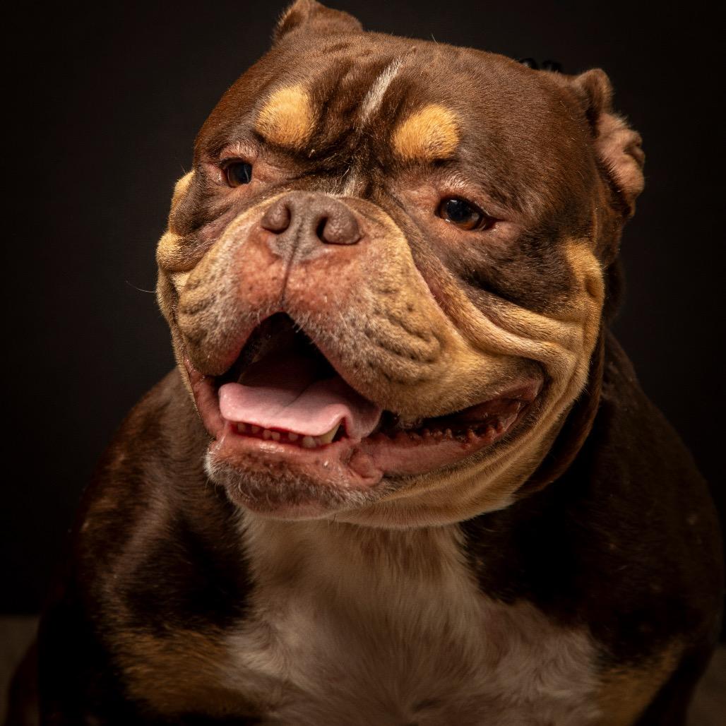 Enlarge Brisket, a Adoptable English Bulldog in Lauderhill, FL image 4/5