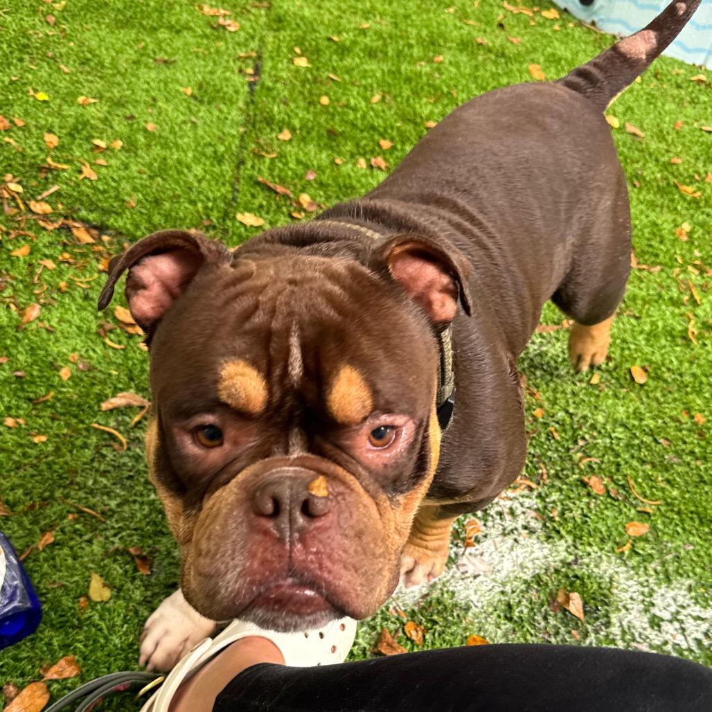 Brisket, Adoptable, Adult Male English Bulldog.