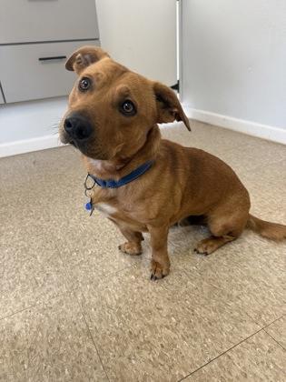 Teddy, Adoptable, Puppy Male Retriever & Mixed Breed.