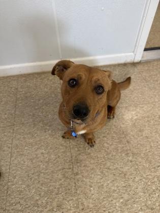 Enlarge Teddy, a Adoptable mixed breed in St. Anne, IL image 2/2