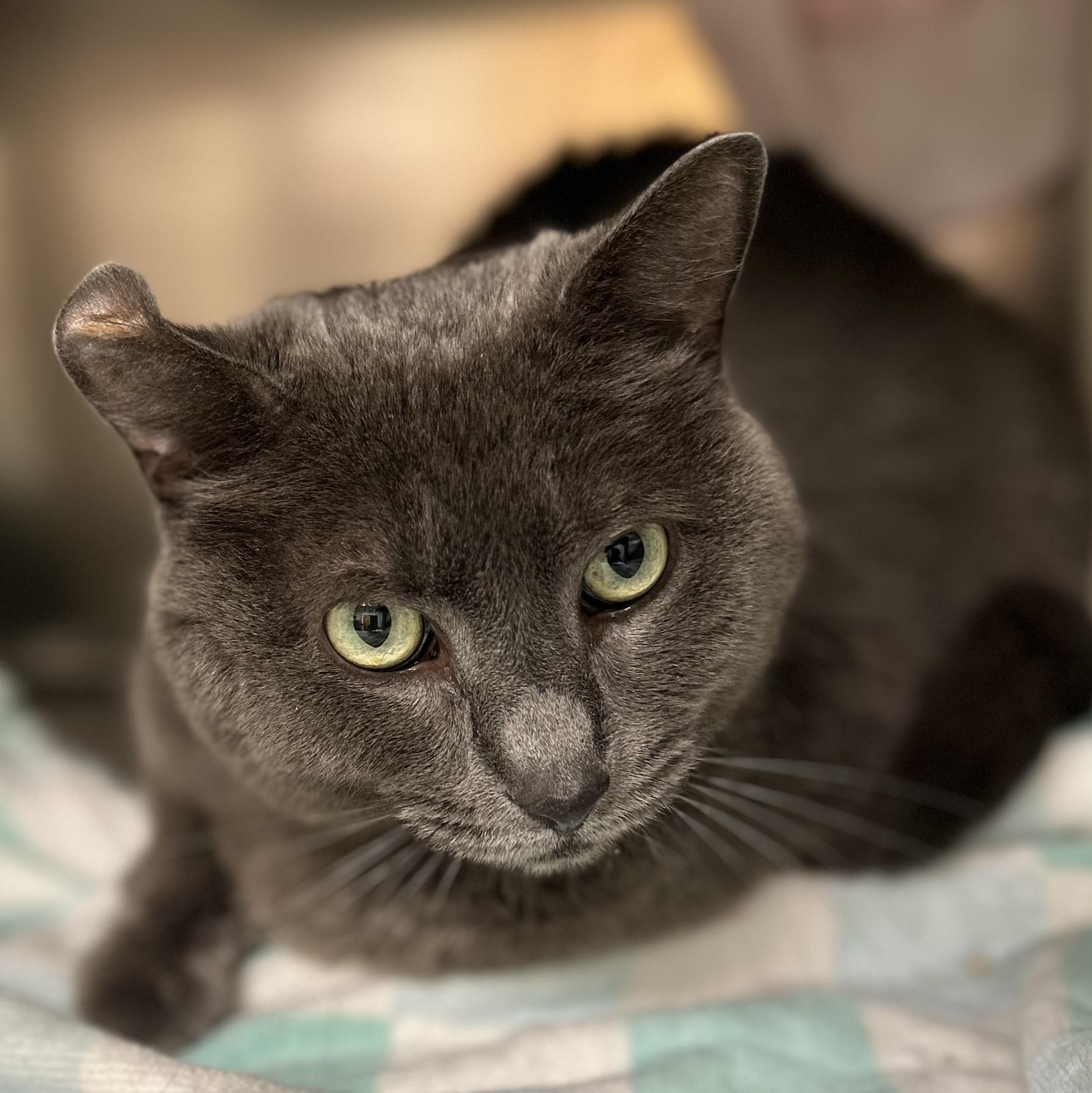 Enlarge Ash, a ADOPTABLE Domestic Short Hair in St. Augustine, FL image 2/2
