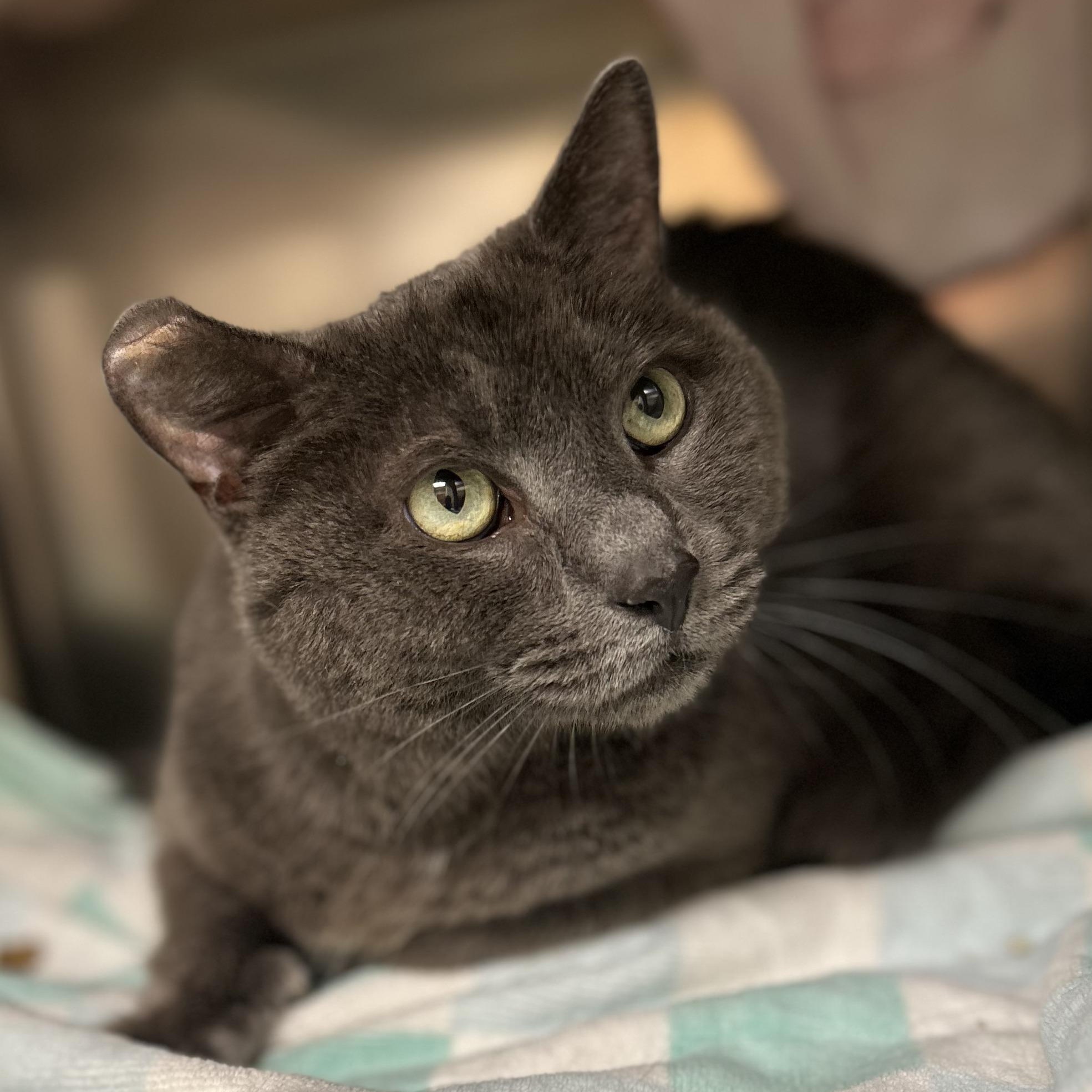 Ash, ADOPTABLE, Adult Male Domestic Short Hair.
