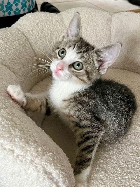 Bowie, a ADOPTABLE Domestic Short Hair in Lake Orion, MI image 2/5