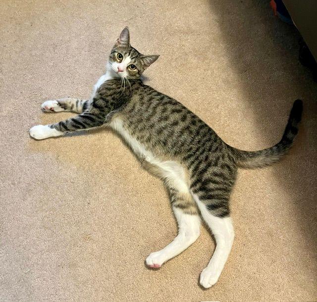 Enlarge Bowie, a ADOPTABLE Domestic Short Hair in Lake Orion, MI image 3/6