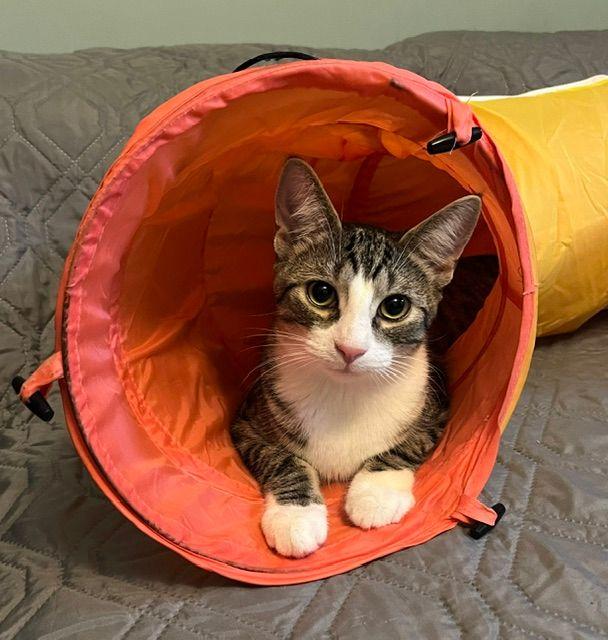 Enlarge Bowie, a ADOPTABLE Domestic Short Hair in Lake Orion, MI image 2/6