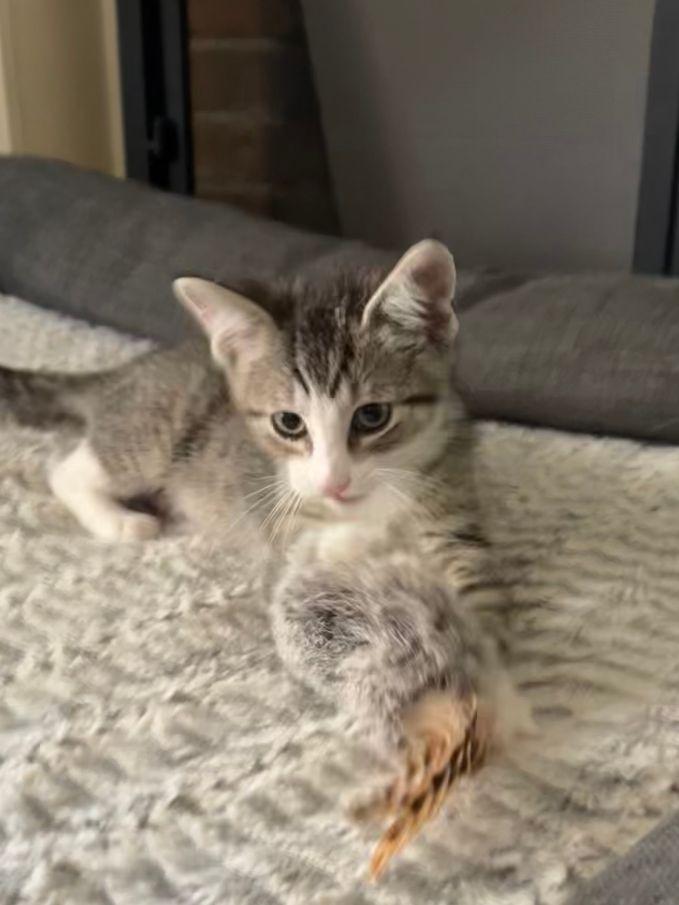 Bowie, a ADOPTABLE Domestic Short Hair in Lake Orion, MI image 5/5
