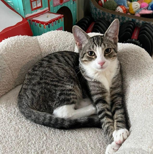 Bowie, ADOPTABLE, Kitten Male Domestic Short Hair.