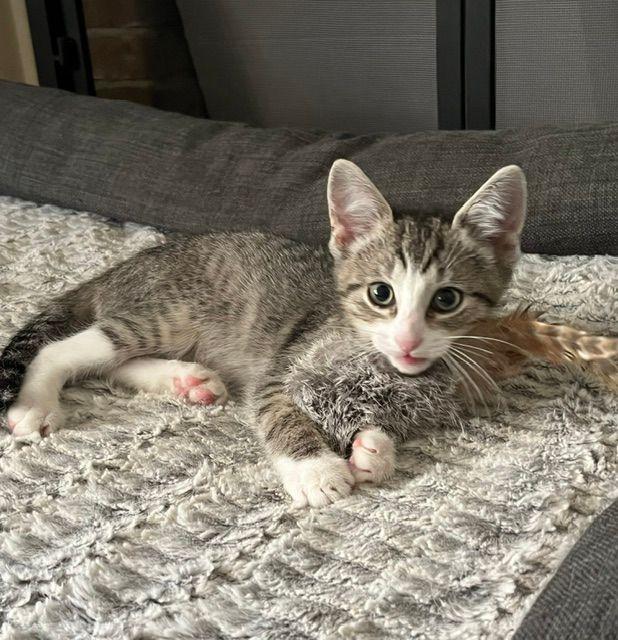 Bowie, a ADOPTABLE Domestic Short Hair in Lake Orion, MI image 4/5