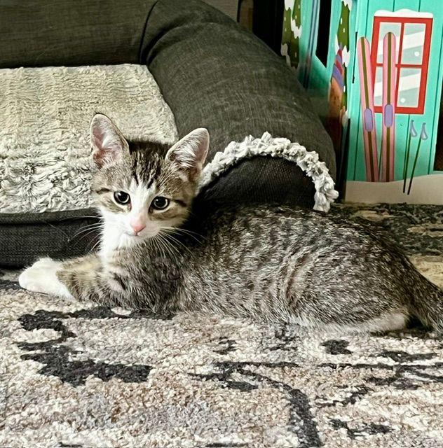 Bowie, a ADOPTABLE Domestic Short Hair in Lake Orion, MI image 3/5