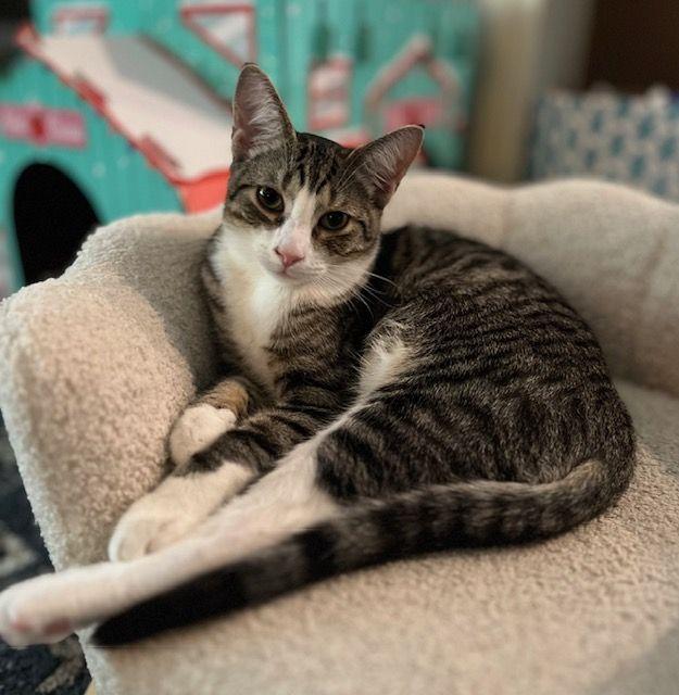 Bowie, ADOPTABLE, Kitten Male Domestic Short Hair.