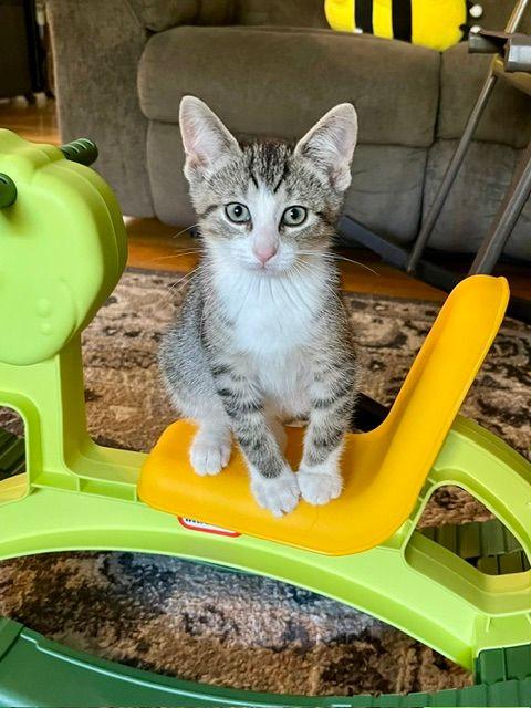 Bowie, a ADOPTABLE Domestic Short Hair in Lake Orion, MI image 1/5