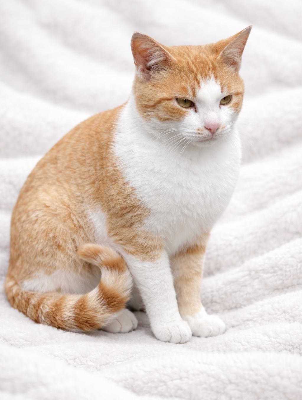 Enlarge Bumble, a ADOPTABLE Domestic Short Hair in Copley, OH image 1/2