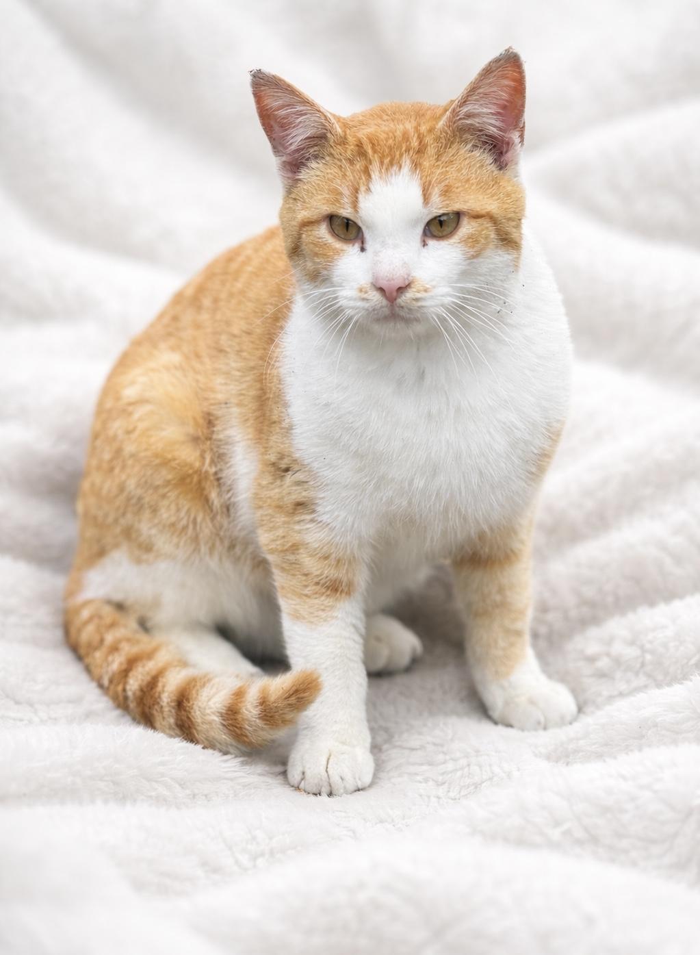 Enlarge Bumble, a ADOPTABLE Domestic Short Hair in Copley, OH image 2/2