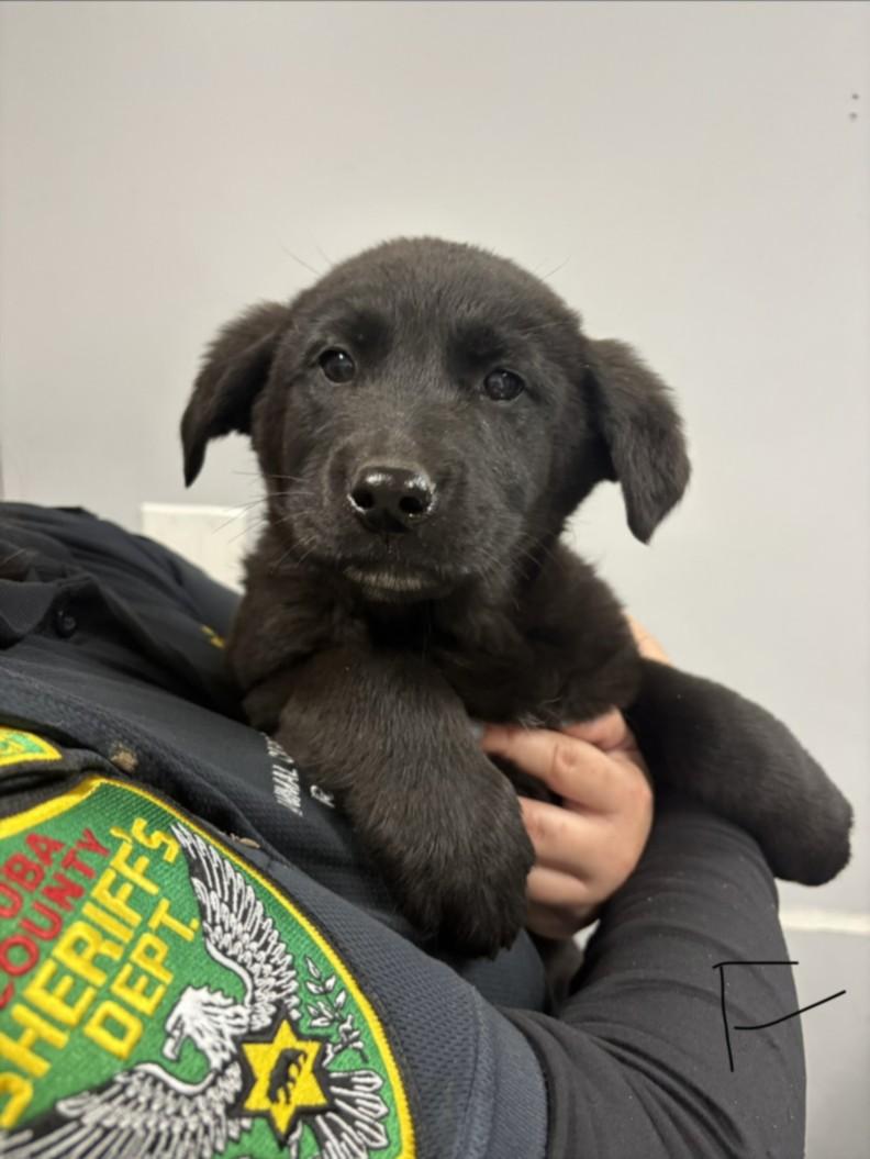 MAGGIE, Adoptable, Adult Female Labrador Retriever & German Shepherd Dog.