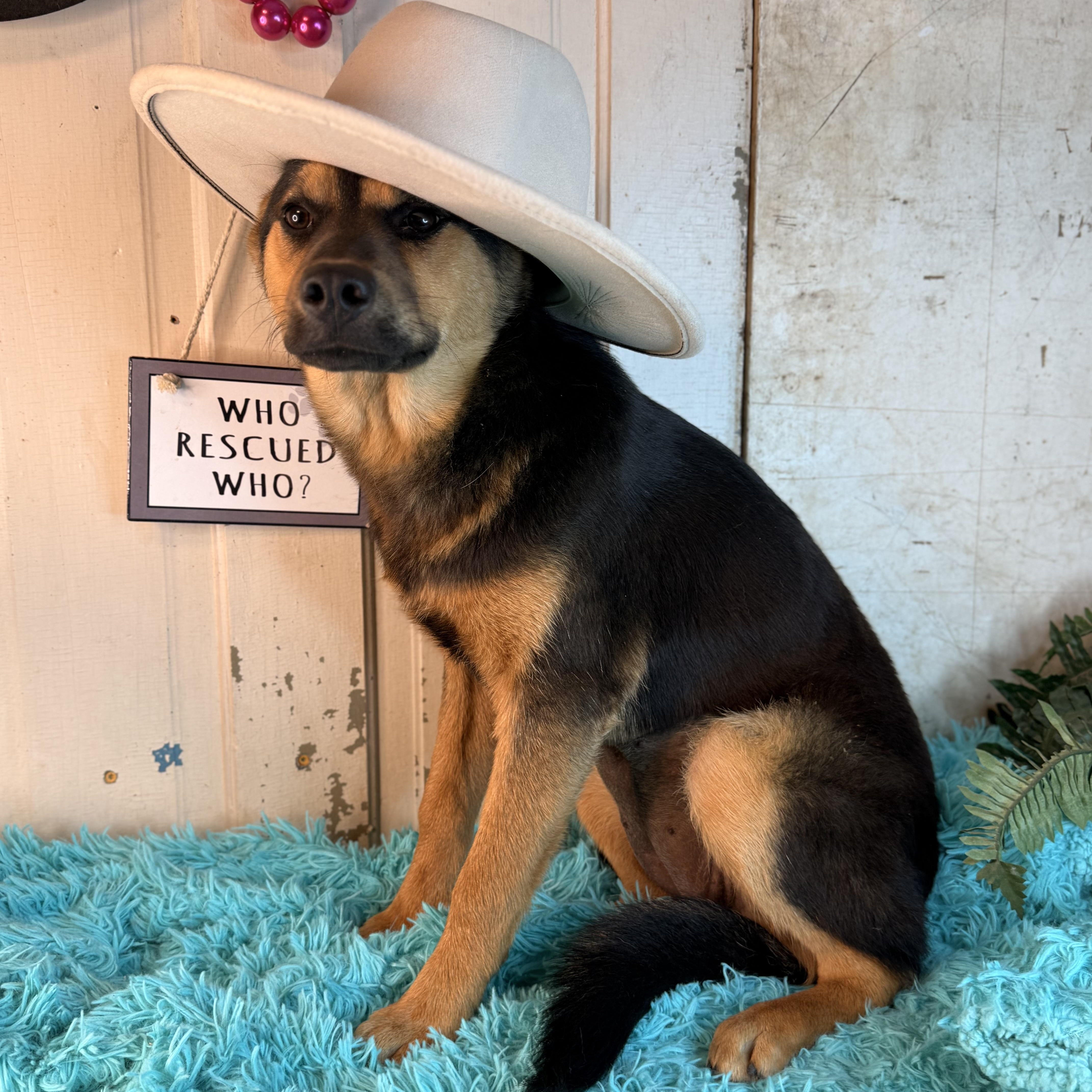 Enlarge Dee, a Adoptable mixed breed in Arnold, MO image 2/6