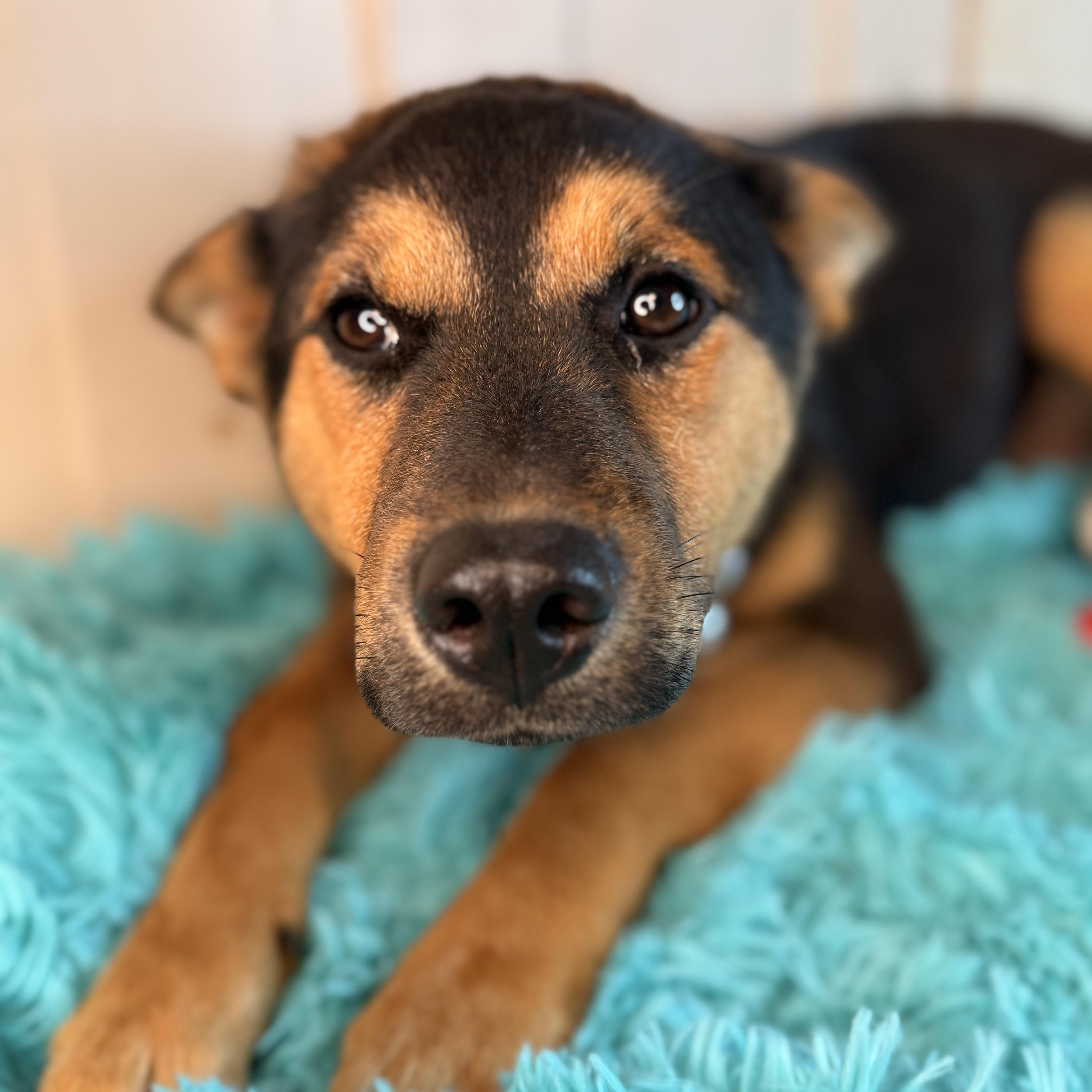 Enlarge Dee, a Adoptable mixed breed in Arnold, MO image 5/6
