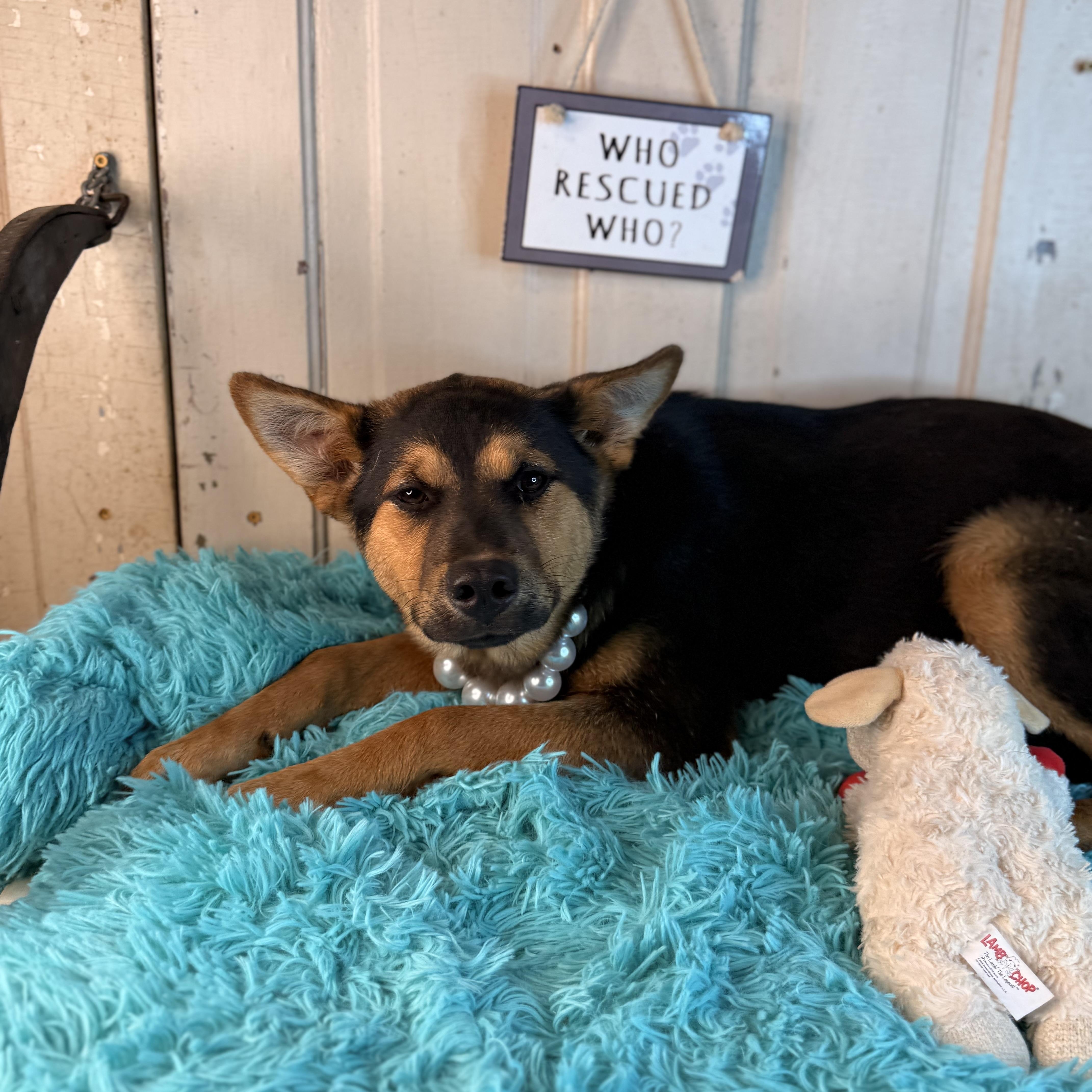 Dee, Adoptable, Puppy Female Australian Shepherd & Mixed Breed.