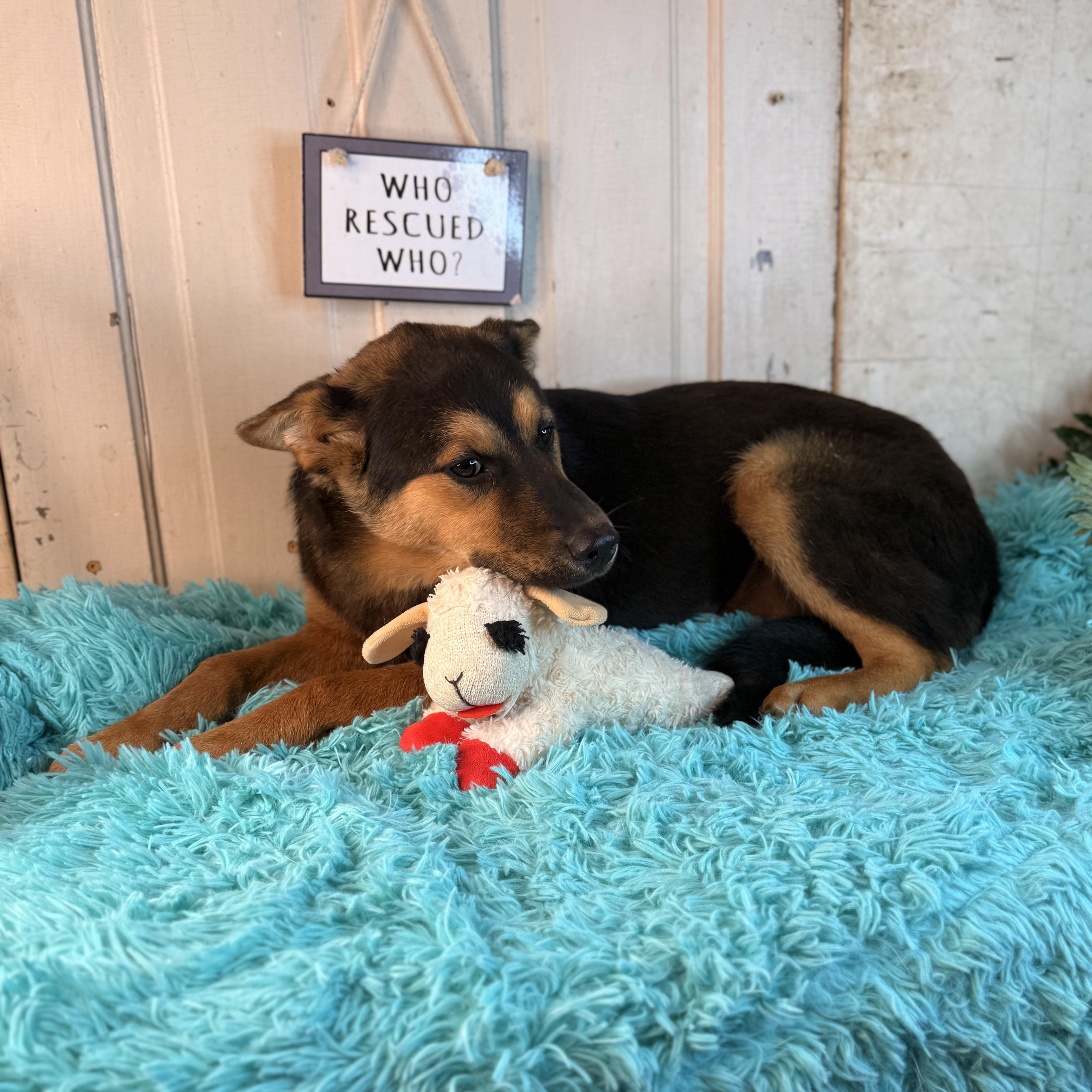 Enlarge Dee, a Adoptable mixed breed in Arnold, MO image 4/6