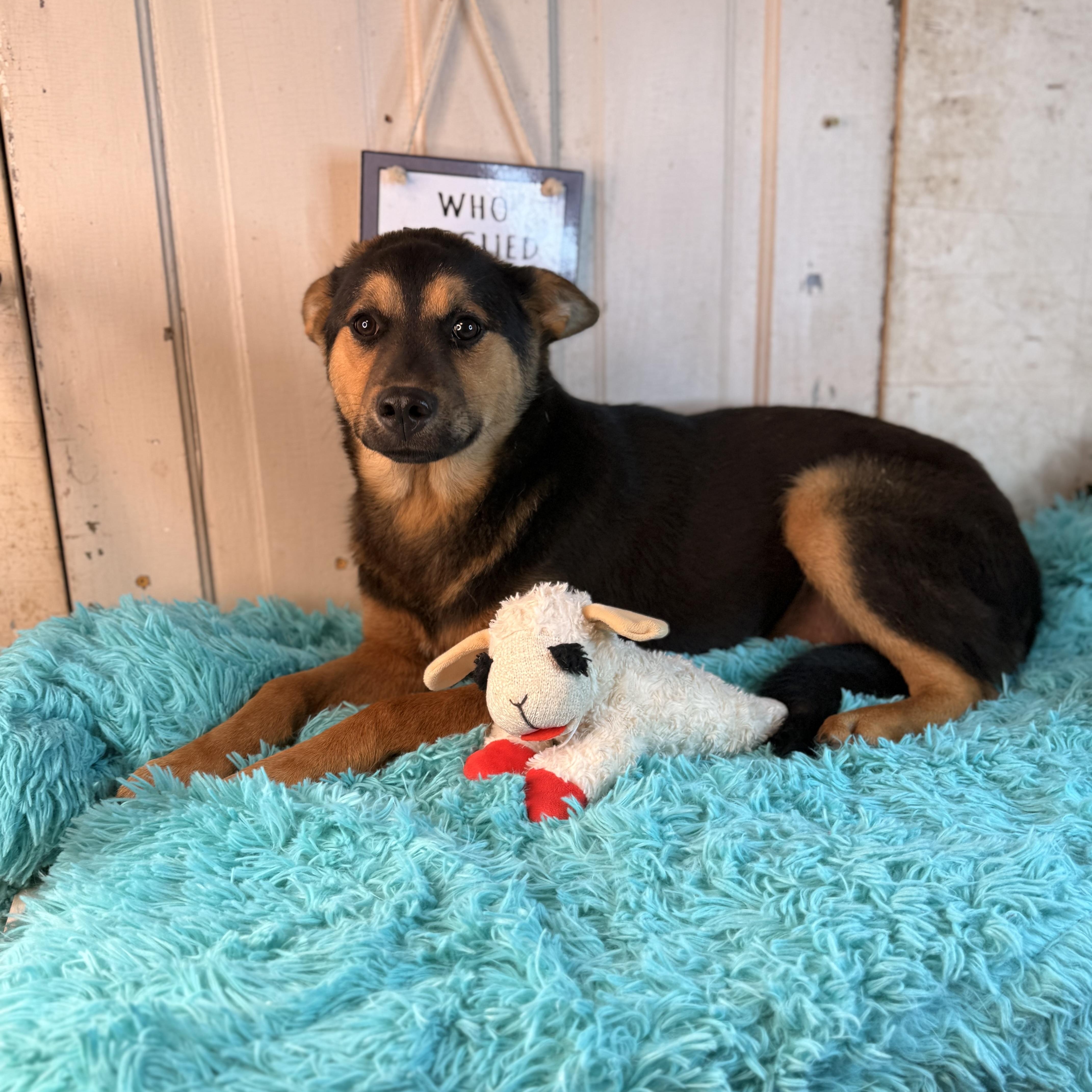 Enlarge Dee, a Adoptable mixed breed in Arnold, MO image 6/6