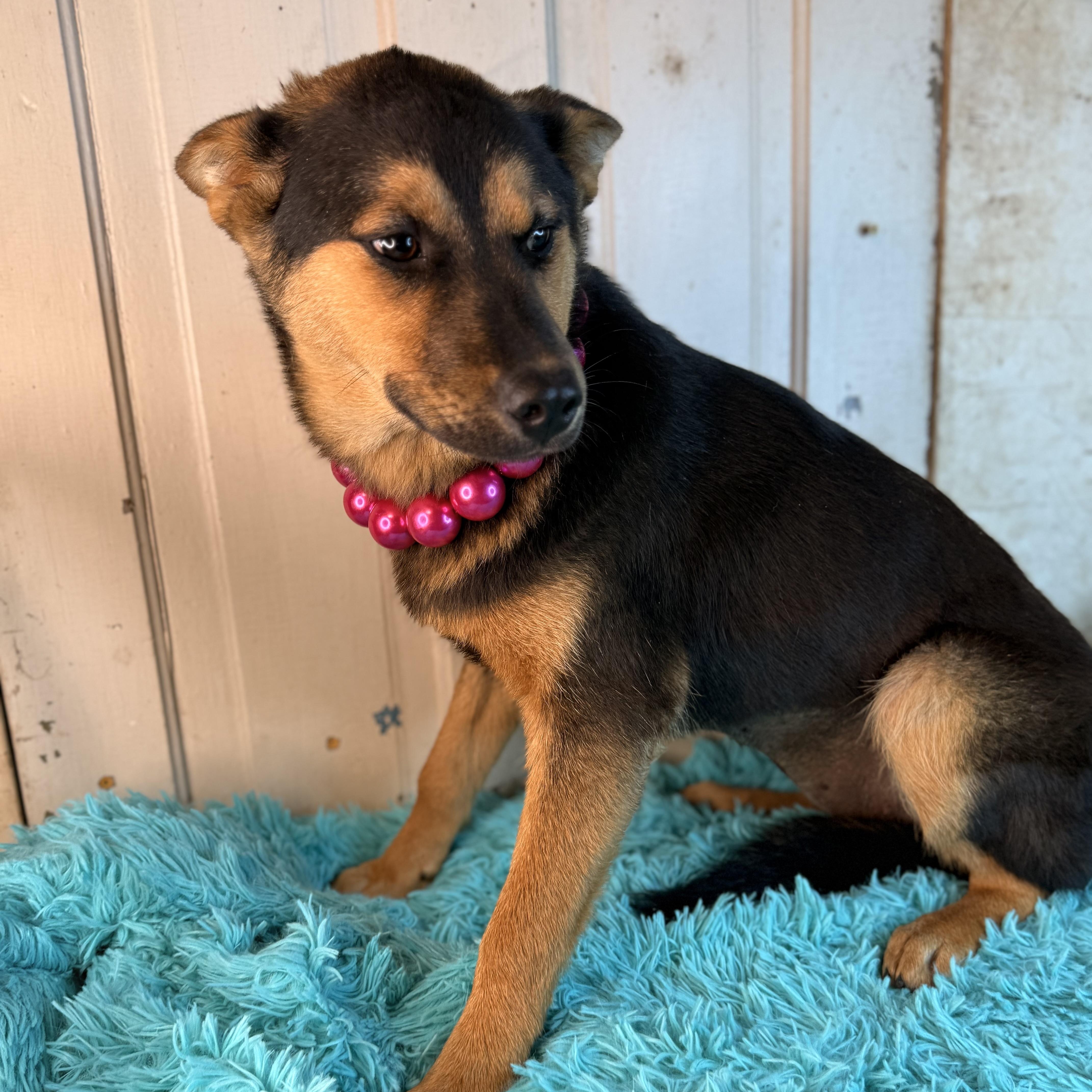 Enlarge Dee, a Adoptable mixed breed in Arnold, MO image 3/6