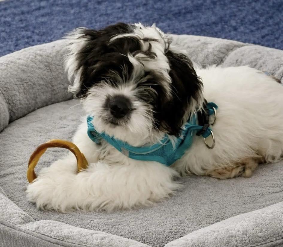 Punch Lewis, adopted, Puppy Male Shih Tzu.